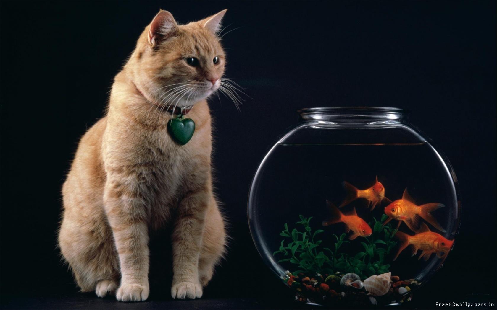 fish :) - cat-and-fish-bowl-wallpaper-1680x1050.jpg